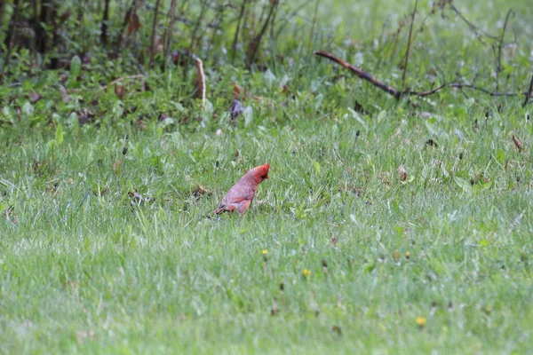 Magnifique Oiseau Cardinal Nord Sur Terrain Herbeux Dans Nature — Photo