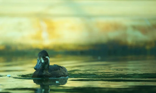湖の中で泳ぐアヒルのクローズアップショット — ストック写真