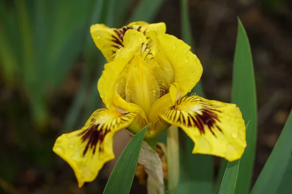 Primer Plano Iris Húngaro Amarillo Floreciendo Jardín —  Fotos de Stock