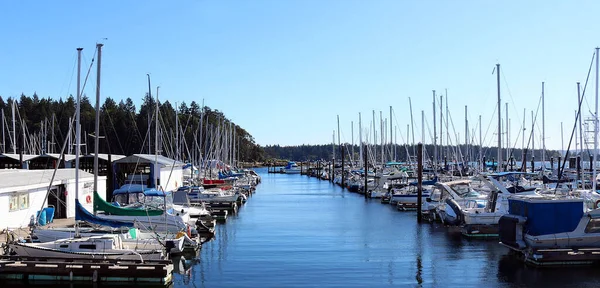 Nanaimo Canada Apr 2019 Rader Segelbåtar Dockade Vid Nanaimo Marina — Stockfoto