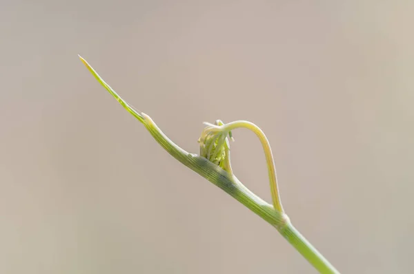 Ett Makro Skott Knopp Blommar Från Ett Ungt Träd Gren — Stockfoto