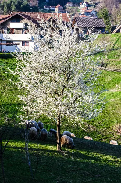 Köydeki Güzel Bir Kiraz Ağacının Altında Yiyen Koyunlar — Stok fotoğraf