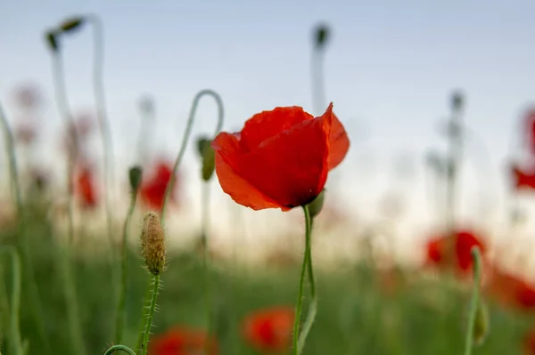 Eine Selektive Fokusaufnahme Von Rotem Mohn Auf Einem Feld — Stockfoto