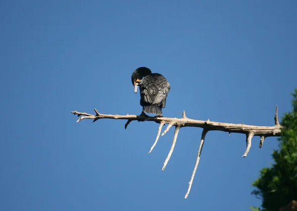 Ein Wasservogel Hockt Isoliert Auf Einem Ast Blauen Himmel — Stockfoto