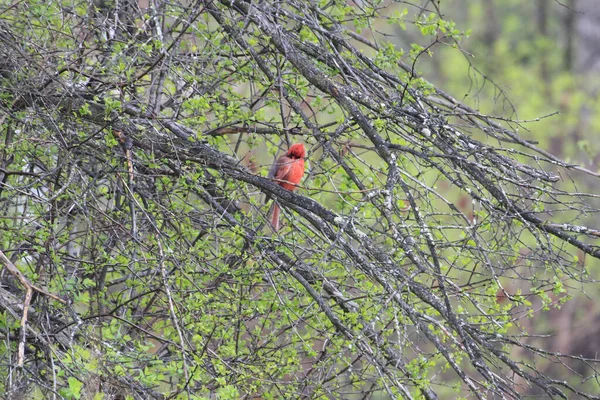 Belo Pássaro Cardeal Norte Pousando Galho Árvore Natureza — Fotografia de Stock