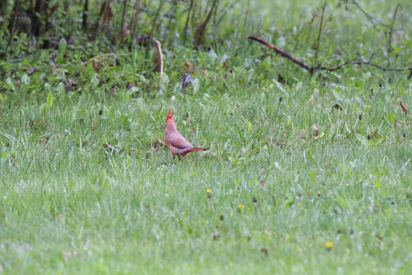 Der Schöne Nördliche Himmelsvogel Auf Der Wiese Freier Wildbahn — Stockfoto