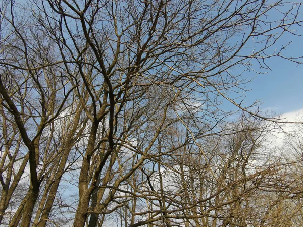 Низькокутний Знімок Голих Дерев Хмарне Небо — стокове фото