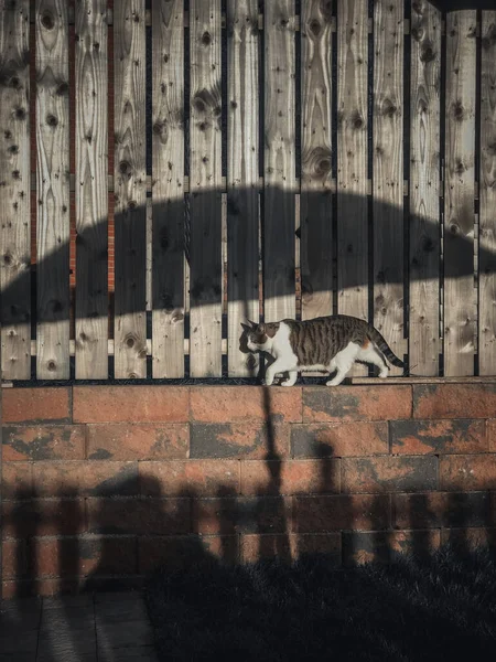 Die Katze Läuft Der Wand Mit Dem Schatten Der Gitter — Stockfoto
