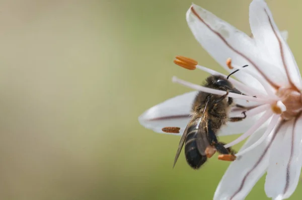 Enfoque Selectivo Una Enorme Abeja Una Hermosa Flor Blanca — Foto de Stock