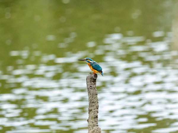 湖の前の枝にはカワセミが群がっていた — ストック写真