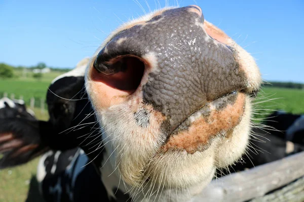Close Rosto Uma Vaca Holandesa Perto Câmera — Fotografia de Stock