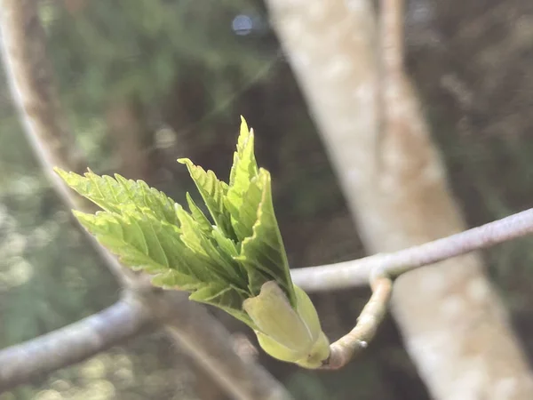 木の枝に新しい成長葉の塊 — ストック写真