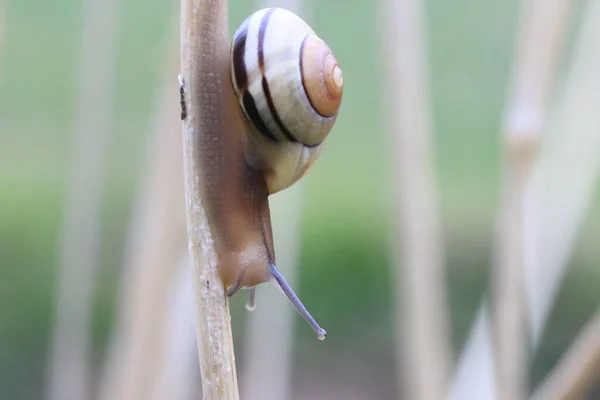 Selective Focus Snail Plant Wild — Stock Photo, Image