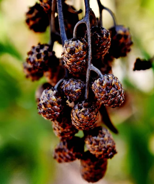 Close Shot Flowered Plant — Stock fotografie