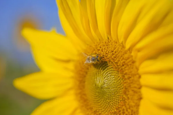 Selektiver Fokus Einer Biene Auf Einer Sonnenblume — Stockfoto