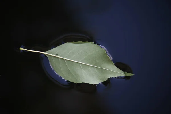 Tiro Close Uma Folha Que Flutua Água — Fotografia de Stock