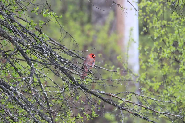 Der Schöne Nördliche Kardinalvogel Hockt Freier Wildbahn Auf Dem Ast — Stockfoto