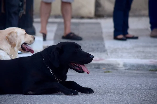Floriana Malta Oct 2015 Lydig Svart Labrador Hund Med Kedja — Stockfoto