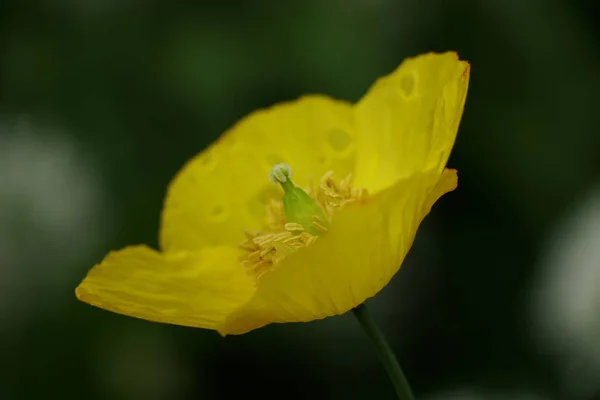 Een Zijaanzicht Van Een Welsh Papaver Gele Bloesem Met Regendruppels — Stockfoto