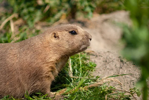 Uma Marmota Adorável Também Conhecida Como Marmota Floresta — Fotografia de Stock