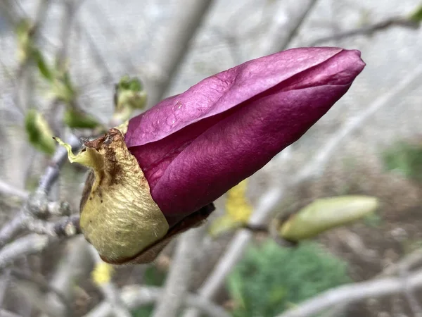 Ένα Κοντινό Πλάνο Από Ένα Μωβ Μπουμπούκι Λουλουδιών Που Φυτρώνει — Φωτογραφία Αρχείου