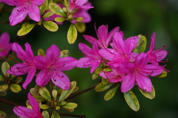 緑の背景にツツジの激しいピンクの小さな花がぼやけて — ストック写真