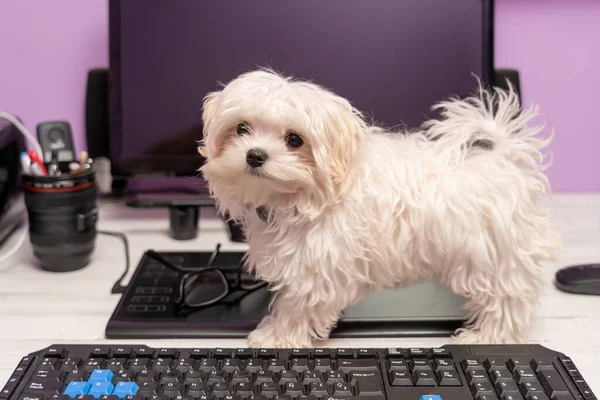 Close Branco Filhote Cachorro Bonito Uma Mesa Computador — Fotografia de Stock