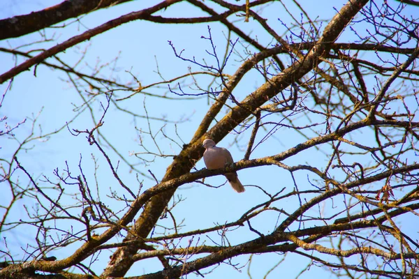 鸽子坐在无叶树上树枝上的低角照片 — 图库照片