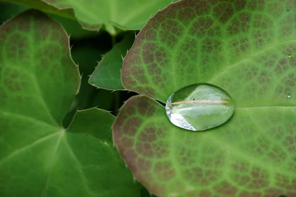 Top View Single Raindrop Green Leaf Background Other Leaves — Stock Photo, Image