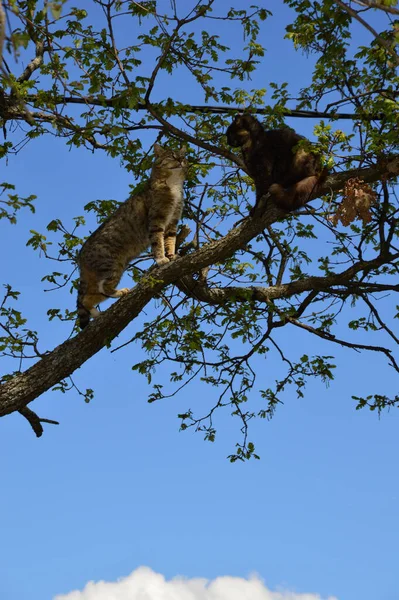 Two Cats Playing Tree — Φωτογραφία Αρχείου