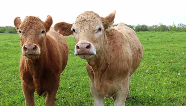 Két Charolais Tehén Közelsége Egy Napsütötte Farmon Fűvel Virágokkal Háttérben — Stock Fotó