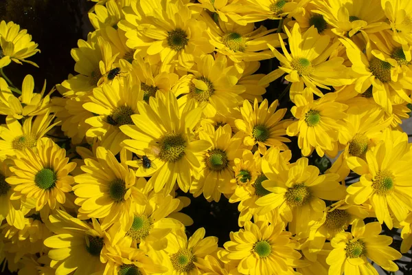 Fiori Crisantemo Giallo Sfondo Nero — Foto Stock