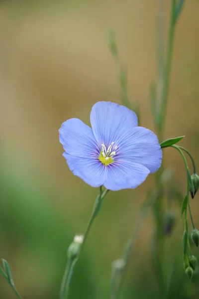 Який Світло Блакитний Цвіт Ворсу Розмитому Фоні — стокове фото