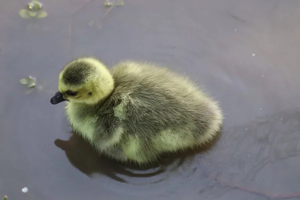 Gros Plan Adorable Goguenaud Jaune Moelleux Dans Eau Parc — Photo