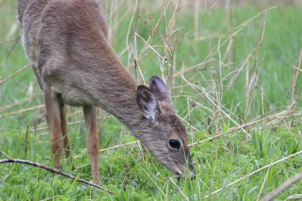 Adorable Cerf Virginie Broutant Sur Champ Herbeux Dans Nature — Photo