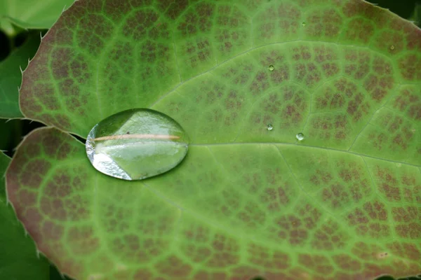 Одна Капля Дождя Зеленом Листе Видимом Сверху — стоковое фото