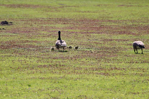 Canadian Geese Adorable Small Goslings Grassy Field Park — Stock Photo, Image