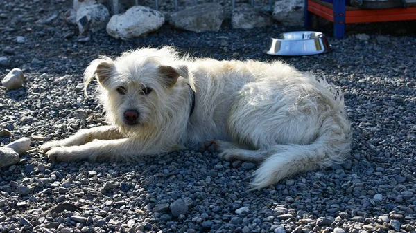 Ein Foto Des Weißen Pyrenäen Hundes Der Einem Sonnigen Tag — Stockfoto