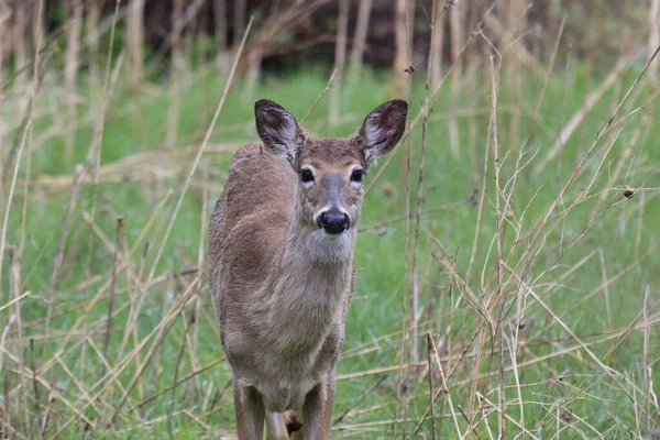 Adorabile Cervo Dalla Coda Bianca Sul Campo Erboso Natura — Foto Stock