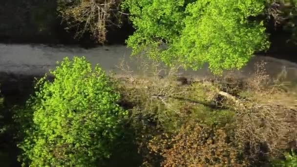 Musgo Verde Floresta — Vídeo de Stock