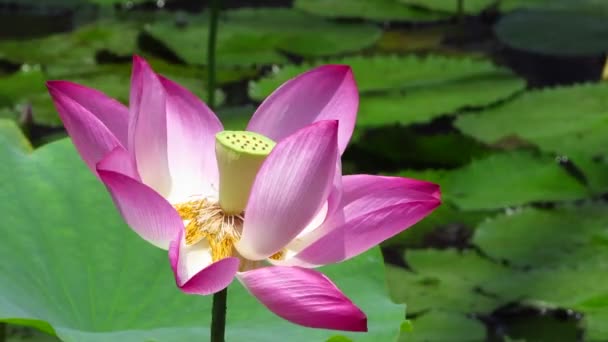 Belle Fleur Lotus Dans Jardin — Video