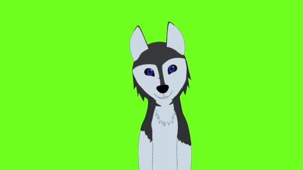 Смешная Собака Зеленом Фоне — стоковое видео