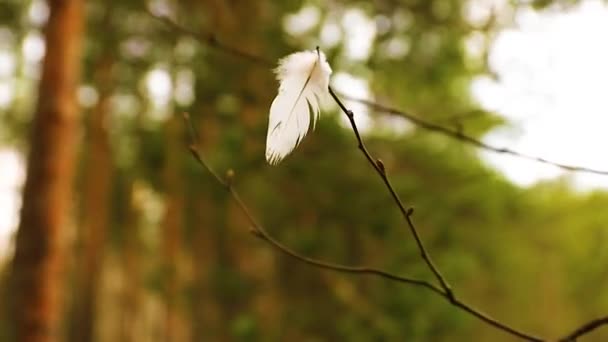 風の強い日に裸の木の小枝に吊るされた白い羽の映像 — ストック動画