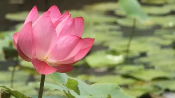 Krásný Růžový Lotosový Květ Zahradě — Stock video