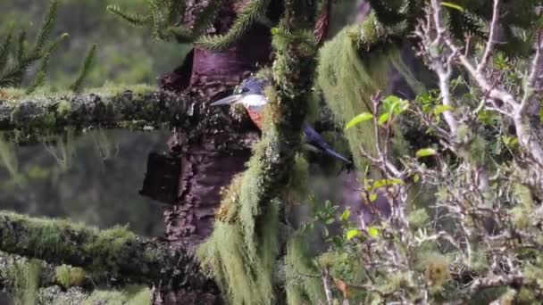 Mangiatoia Uccelli Sull Albero — Video Stock