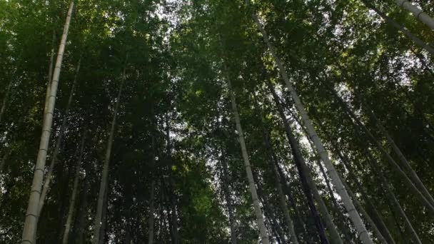 Wald Aus Bambus Und Blättern — Stockvideo