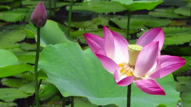 Belle Fleur Lotus Dans Jardin — Video