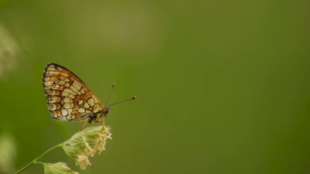 Borboleta Uma Flor — Vídeo de Stock