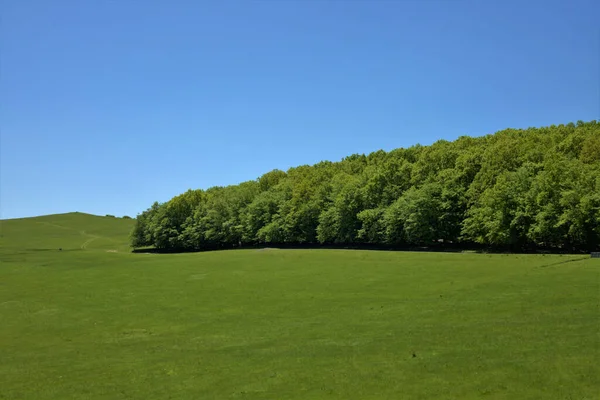 Malebný Pohled Krajinu Zeleným Pšeničným Polem Lesními Stromy Pozadí Modré — Stock fotografie