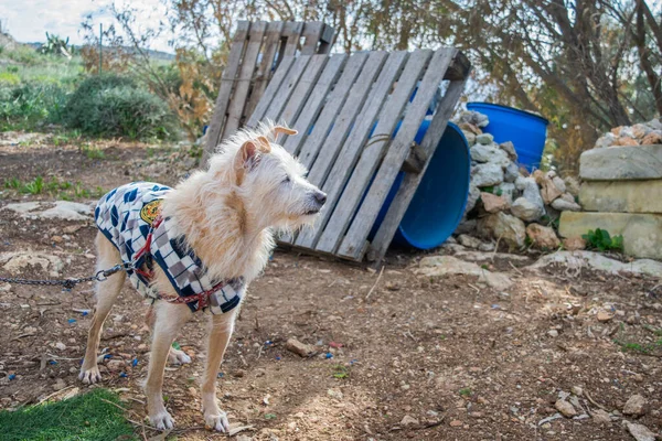 Rabat Malta Dec 2019 Obedient Beige Scruffy Dog Dressed Shirt — Zdjęcie stockowe